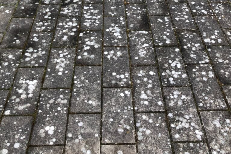 Fliserens og flisepest