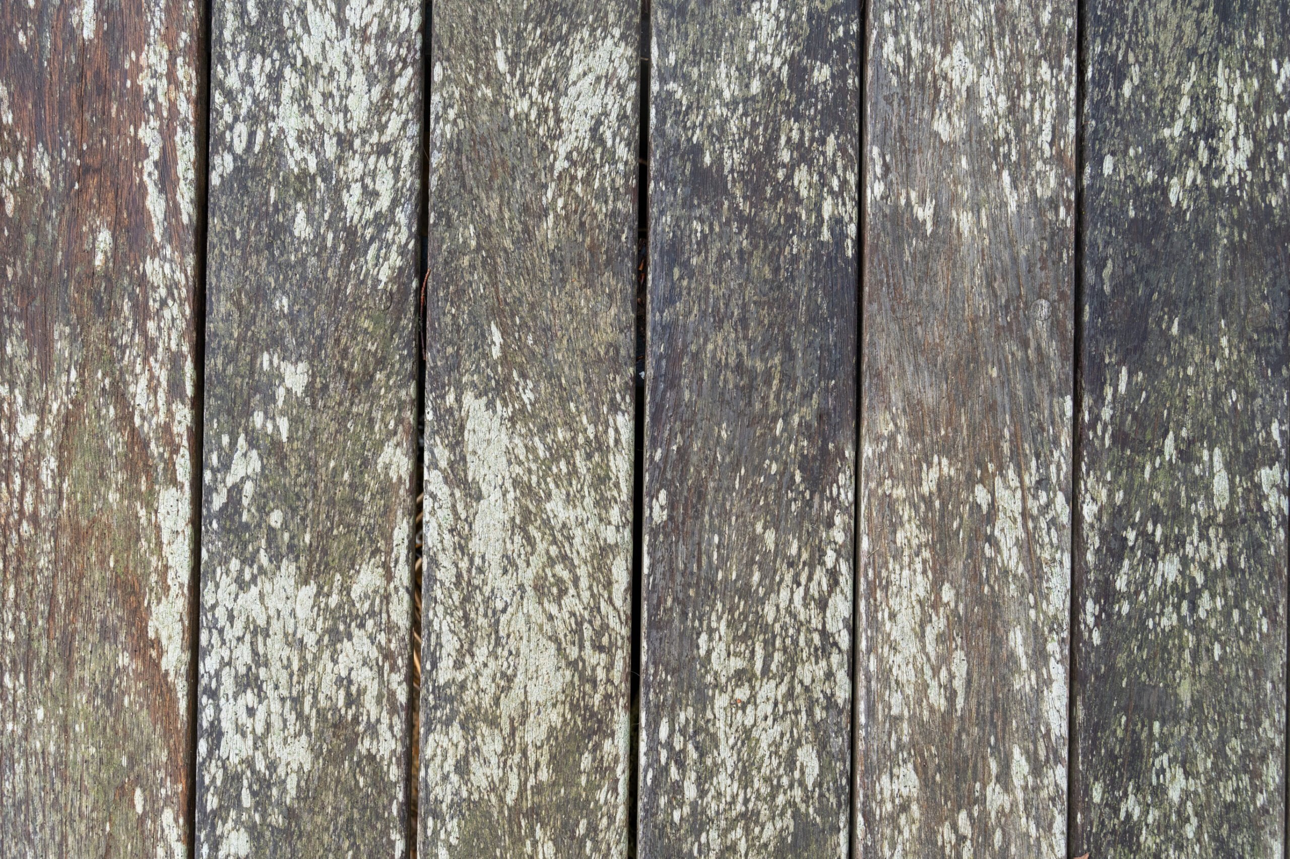 Træterrasse før rensning med tydelige alger, snavs og misfarvninger