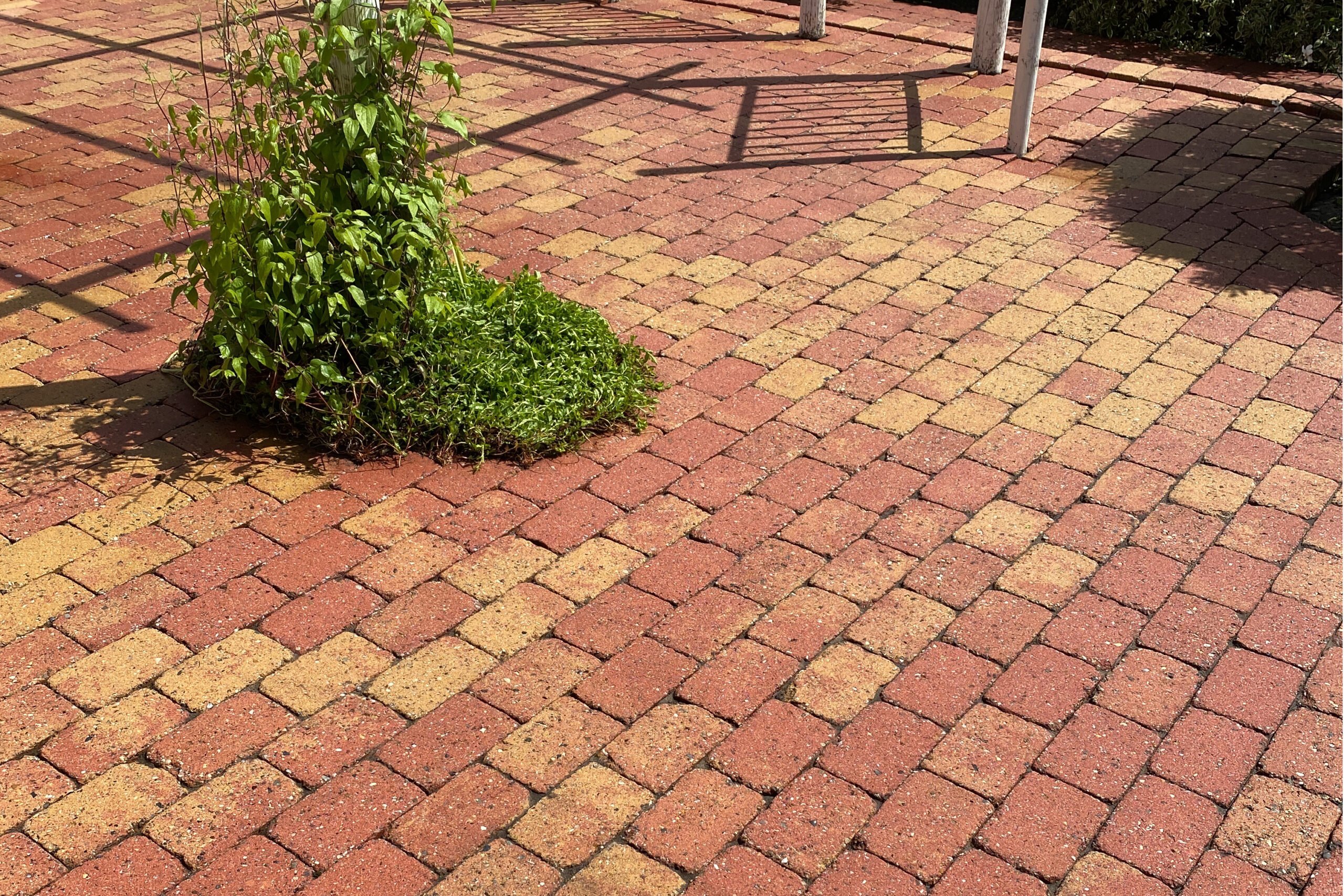 Billedet viser fliser efter fliserens, hvor alger, snavs og belægninger er fjernet. Overfladen fremstår ren, ensartet og med tydelige farver efter professionel rensning.