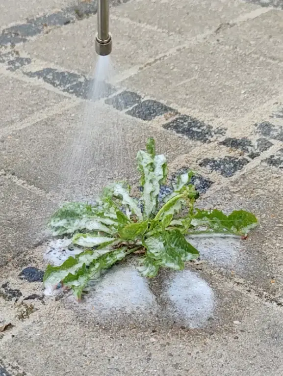 Påføring af ukrudtsbekæmpelse udført af profesionelle servicetekniker fra Nanostone