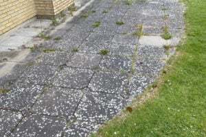 Fliser med alger, flisepest, lav og ukrudt før professionel fliserens