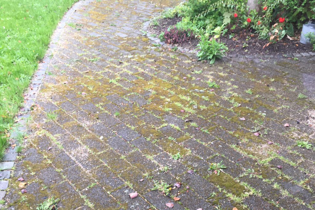 Havegang med fliser angrebet af mos og ukrudt før rensning.