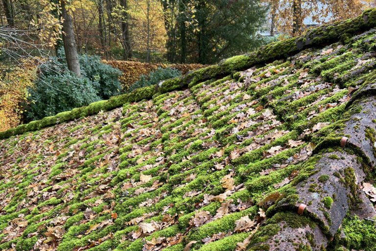 Kraftig mos og belægninger på tag før professionel tagrens