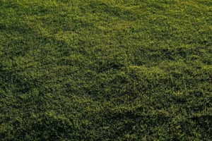 Ujævn græsplæne med mospuder over det hele