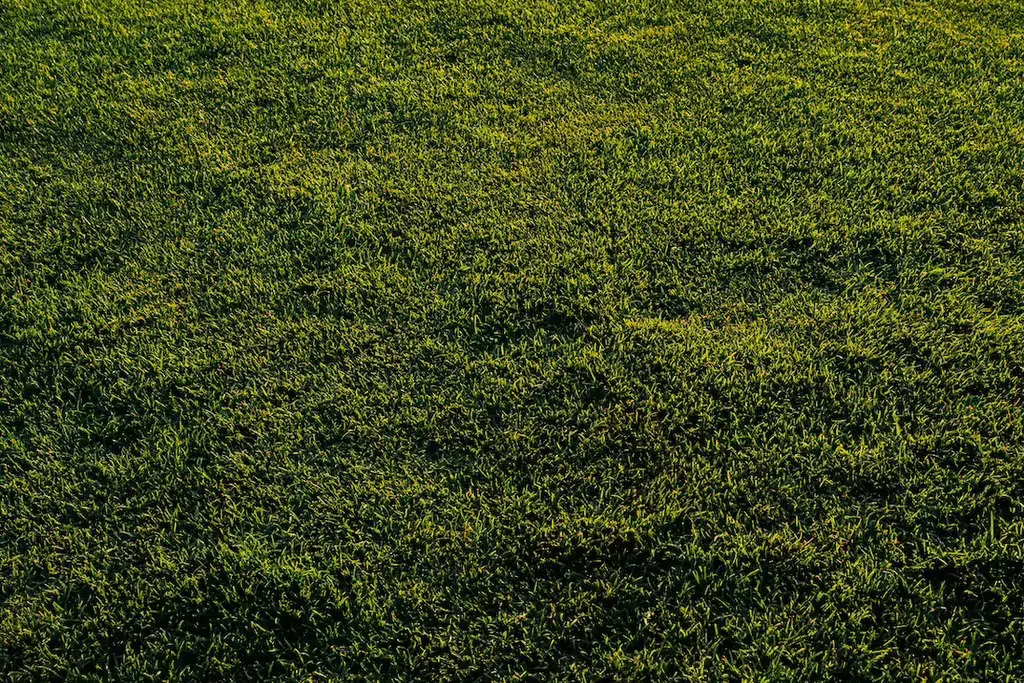 Ujævn græsplæne med mospuder over det hele