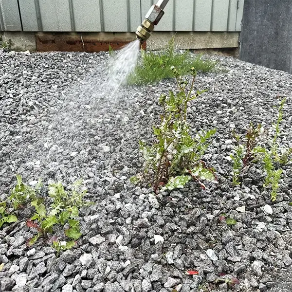 Ukrudt i grusareal behandles med effektiv ukrudtsbekæmpelse