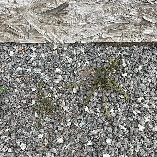 Ukrudt der vokser op mellem grus og sten langs belægning som er tørret ud efter behandling
