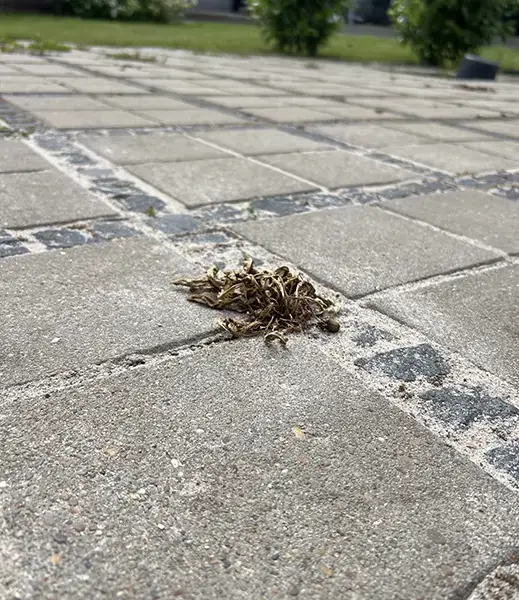 Tørret ukrudt efter professionel ukrudtsbekæmpelse.