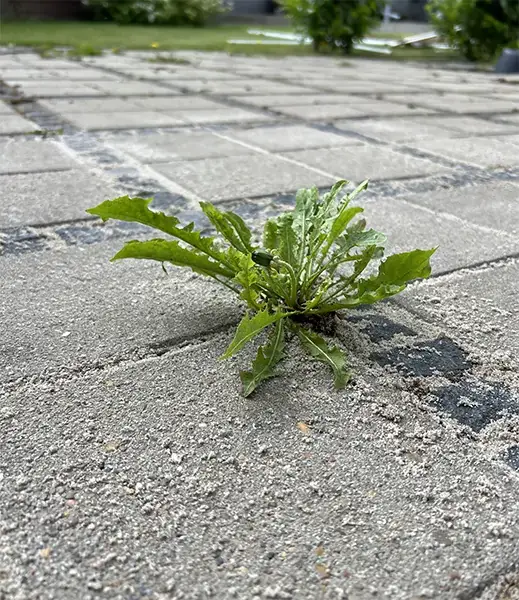 Ukrudt mellem fliser inden professionel ukrudtbehandling.