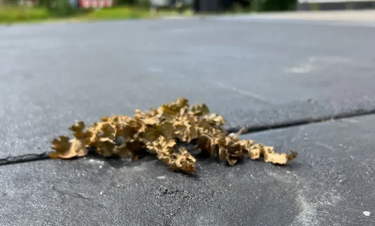 Tørret ukrudt i mellem fliser