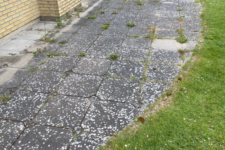 Mos og ukrudt i fugerne på flisebelægning i Haslev inden rensning