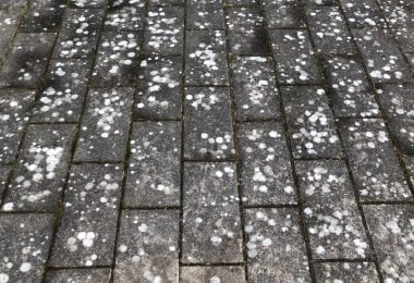 Fliserens og flisepest