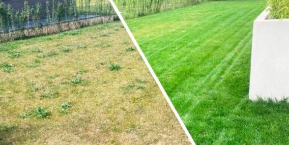 Billede af før og efter professionel græspleje af Nanostone