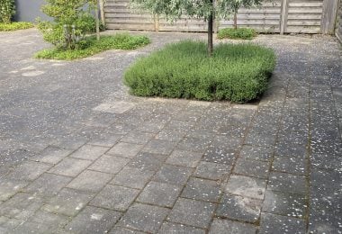 Fliser før professionel rensning af fliser med alger og belægninger