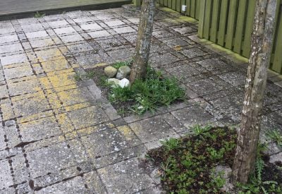 Ukrudt mellem fliser omkring træ i gårdhave i Haslev inden fliserens