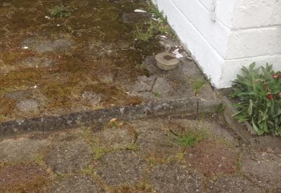 Fliser med grøn algebelægning langs husmur i Hørsholm før rensning