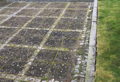 Terrassefliser med kraftig algevækst mellem fugerne i Solrød før fliserens