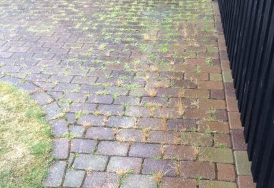 Tilgroet indkørsel med mos mellem fliserne i Hørsholm før fliserens