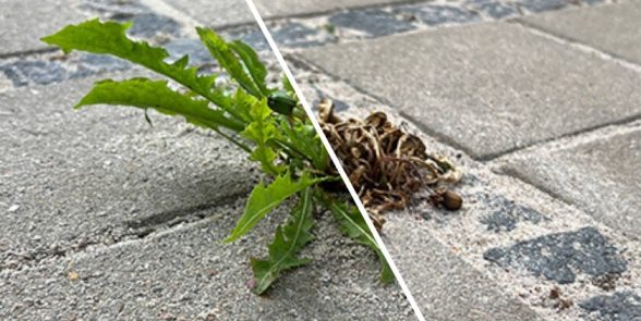 Påføring af ukrudtsbekæmpelse udført af profesionelle servicetekniker fra Nanostone